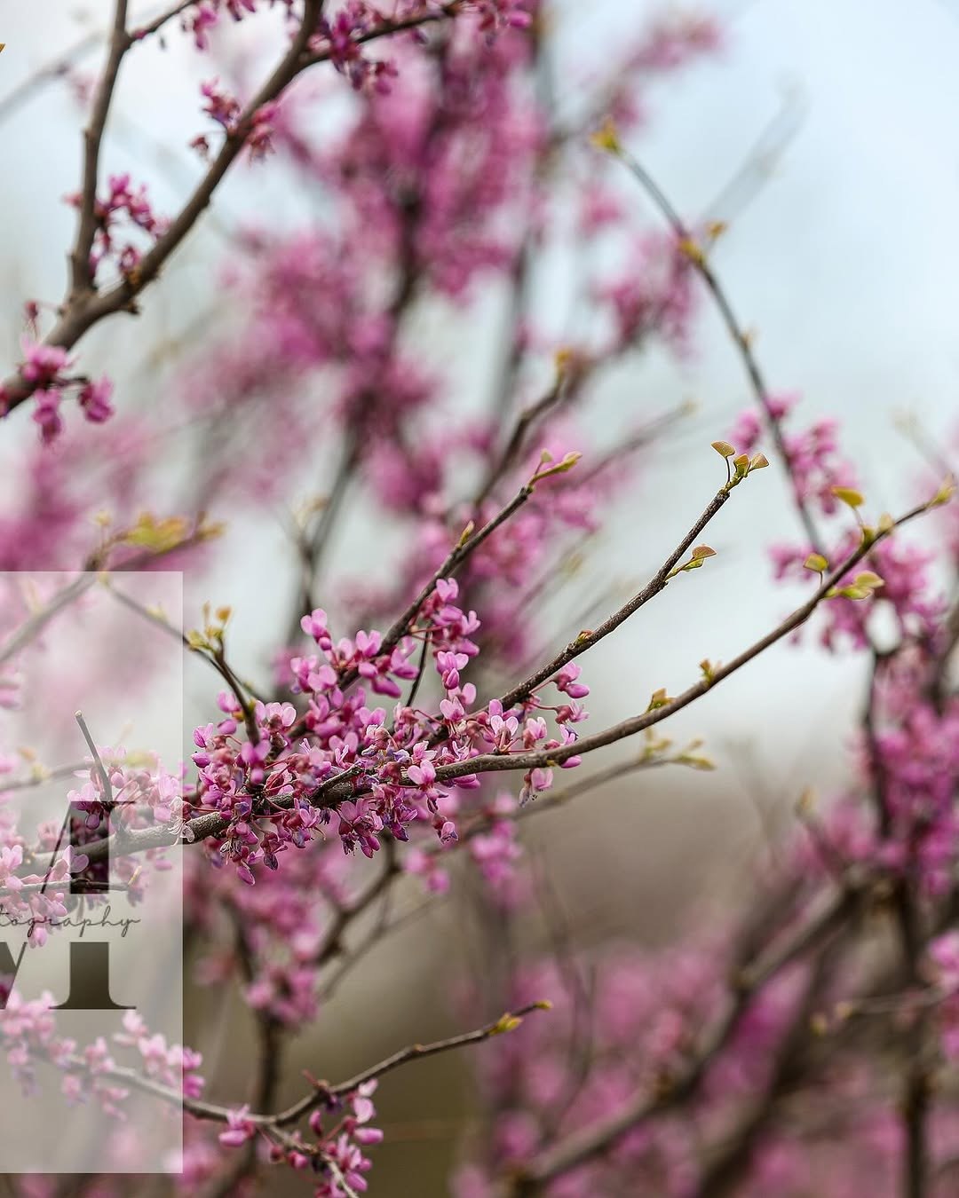 Redbud